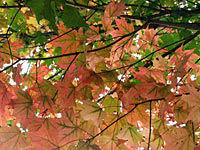 Fall Foliage Spectacular