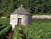Wine Tasting - Cote de Nuits Region with Two Cellar Visits