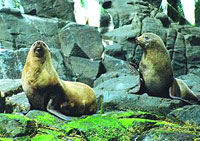 Bruny Island Wilderness Coast Tour from Hobart