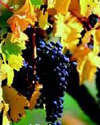 Grand Barossa with Hahndorf Tour from Adelaide