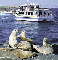 Grand Penguins and Seals Tour