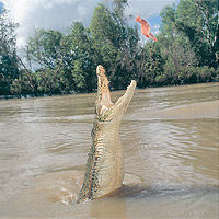 Jumping Crocodiles Afternoon Tour