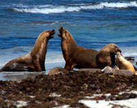 Kangaroo Island in a Day Tour from Adelaide