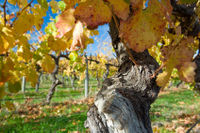 Victor Harbor with McLaren Vale Wine Region Tour from Adelaide