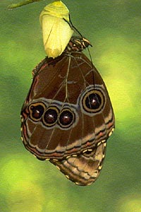 Costa Rican Butterfly Farm