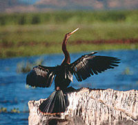 Costa Rican Wildlife in Palo Verde National Park