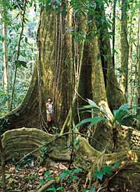 Costa Rica's Monteverde Cloud Forest