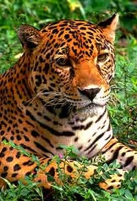 Cave Tubing and Belize Zoo