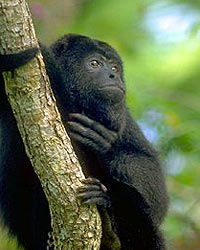 Community Baboon Sanctuary