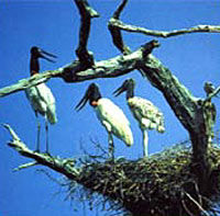 Crooked Tree Wildlife Sanctuary