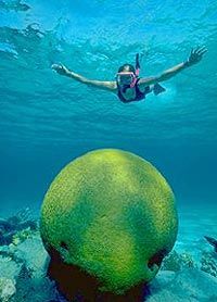 Manatee Watch And Barrier Reef Snorkel