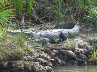 Museum Of Belize And Mangrove Tunnels