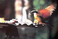 Asa Wright Nature Center