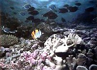 Buccoo Reef