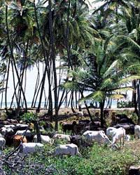Tobago Island Explorer