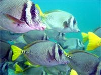 Acapulco Beginners Scuba Diving Course