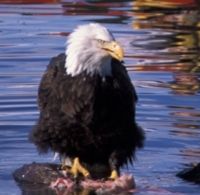 Tongass Wildlife Kayaking Adventure