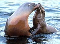 San Diego Seals