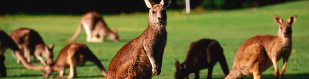Australia tours, sightseeing, things to do
