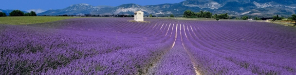 France tours, sightseeing, things to do