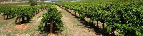 Yarra Valley Wine Tours