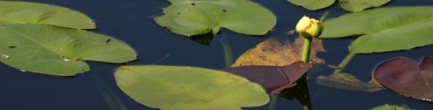 Florida Everglades Tours