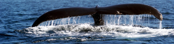 Whale Watching Tours