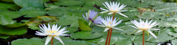 Giverny Tours, activities and things to do