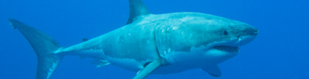 Shark Diving