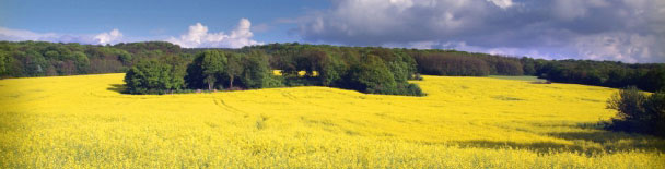 Burgundy & Dijon tours, sightseeing, things to do