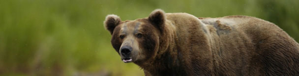 Alaska tours, sightseeing, things to do