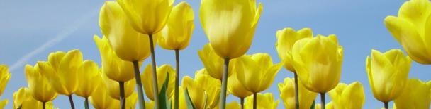 Netherlands tours, sightseeing, things to do