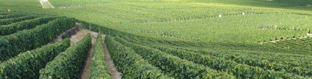 Champagne tours, sightseeing, things to do