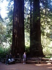 Amazing Redwoods Alcatraz plus Muir Woods, Giant Redwoods and Sausalito