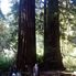 Amazing Redwoods Alcatraz plus Muir Woods, Giant Redwoods and Sausalito