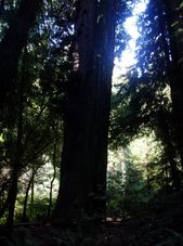 Muir Woods on a sunny day Alcatraz plus Muir Woods, Giant Redwoods and Sausalito