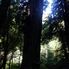 Muir Woods on a sunny day Alcatraz plus Muir Woods, Giant Redwoods and Sausalito
