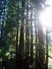 Redwoods in sunlight Alcatraz plus Muir Woods, Giant Redwoods and Sausalito