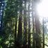 Redwoods in sunlight Alcatraz plus Muir Woods, Giant Redwoods and Sausalito