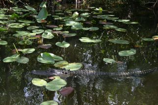 Gator! Everglades National Park, Miami City Tour and Biscayne Bay by Boat