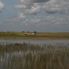 Everglades Everglades National Park, Miami City Tour and Biscayne Bay by Boat
