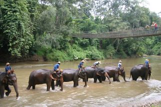 Elephants on the river Chiang Dao Elephant Jungle Trek with River Rafting on Ping River