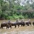 Elephants on the river Chiang Dao Elephant Jungle Trek with River Rafting on Ping River
