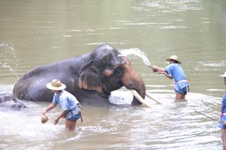 Bath time Chiang Dao Elephant Jungle Trek with River Rafting on Ping River