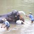 Bath time Chiang Dao Elephant Jungle Trek with River Rafting on Ping River