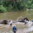 More bath time Chiang Dao Elephant Jungle Trek with River Rafting on Ping River