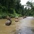 Making our way up river Chiang Dao Elephant Jungle Trek with River Rafting on Ping River