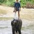 Balance Chiang Dao Elephant Jungle Trek with River Rafting on Ping River