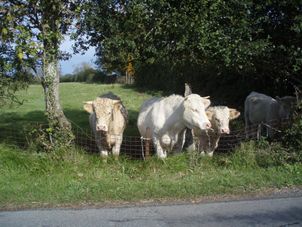 Bored cows.... D-Day Tour: Normandy Battlefields and Landing Beaches by Minivan