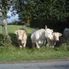Bored cows.... D-Day Tour: Normandy Battlefields and Landing Beaches by Minivan